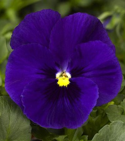Pansy Delta™ Premium Deep Blue